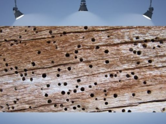 Cuando las termitas carcomen la casa